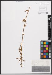 Foto von Salix babylonica L.